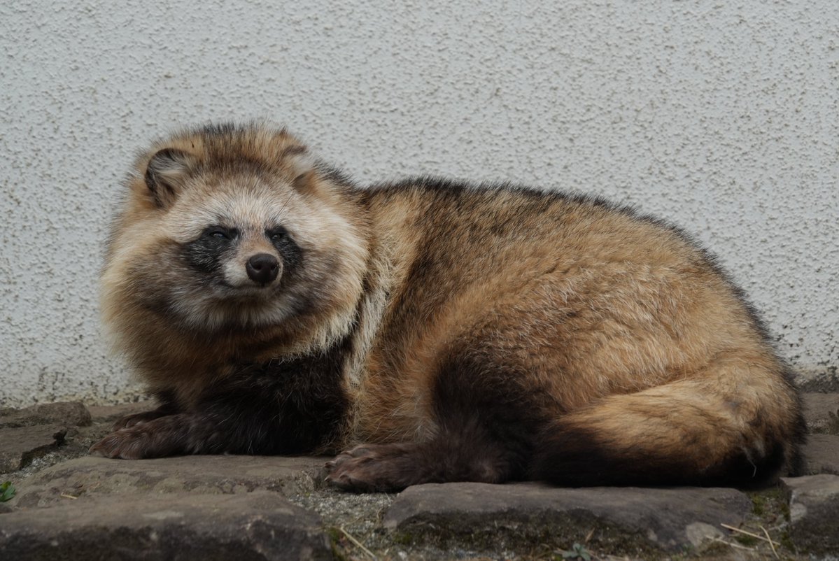 たぬき Such a majestic animal