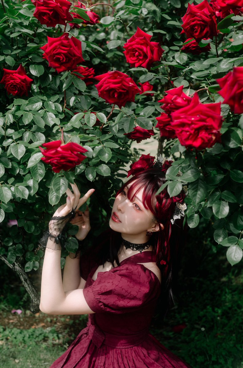 LovFate's tweet photo. 今までに撮った春バラ https://t.co/zBvO5JvLdy