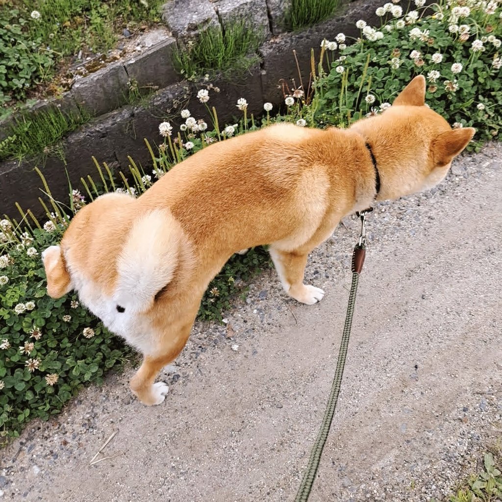 ノリきなコペン tweet media