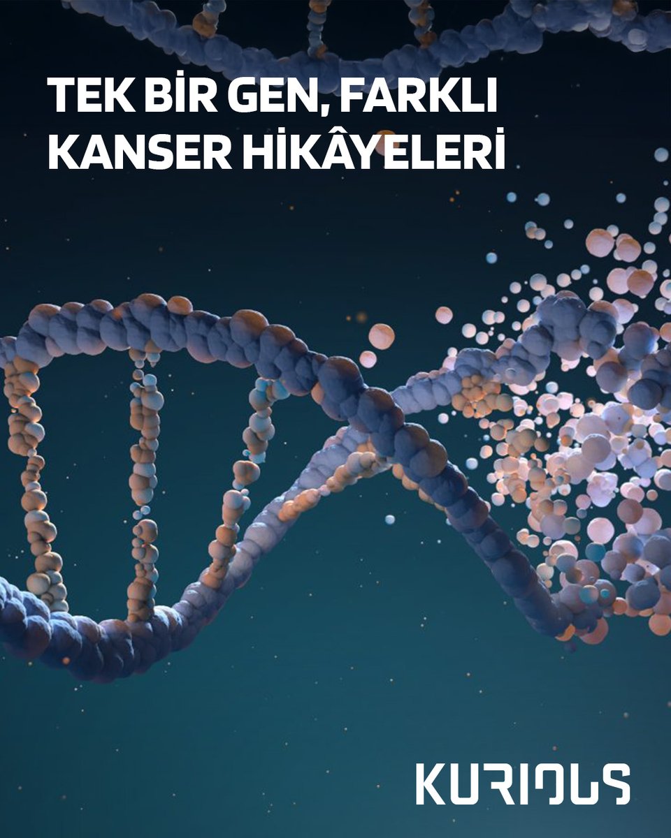 KuriousBlog's tweet photo. Koç Üniversitesi’nden Dr. Derya Deniz Özdemir ve uluslararası araştırmacılardan oluşan ekibinin çalışması, aynı genin farklı mutasyonlarının kanserin seyrini nasıl değiştirdiğini gösteriyor. Kanser, tek bir hikâye değil; her hastada yeniden yazılıyor. https://t.co/Hux1XvdbFs