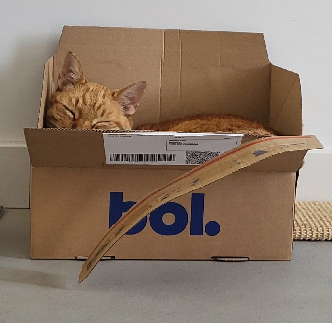 michaelyska's tweet photo. Verjaardagscadeau is bezorgd, de kat is ook blij! https://t.co/wYWybf3aik
