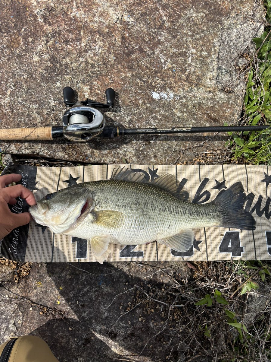 Shota__BASS's tweet photo. 入鹿池で3本🎣
#入鹿池
#入鹿池バス釣り
#bassfishing
#Megabass
#Destroyer https://t.co/uLDvlfgPD2