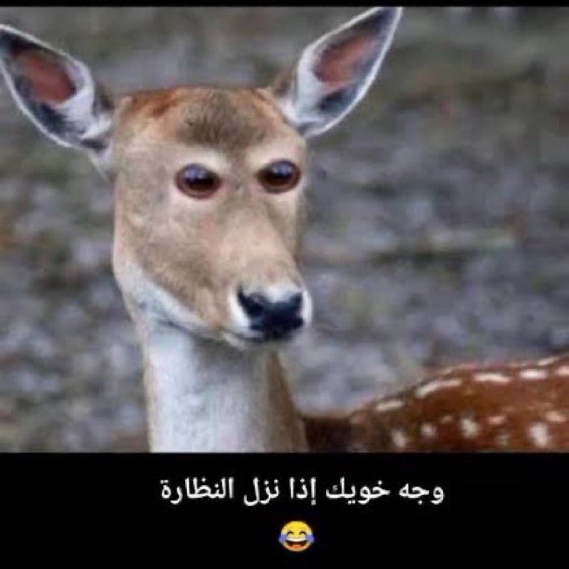 مُحمّد tweet media