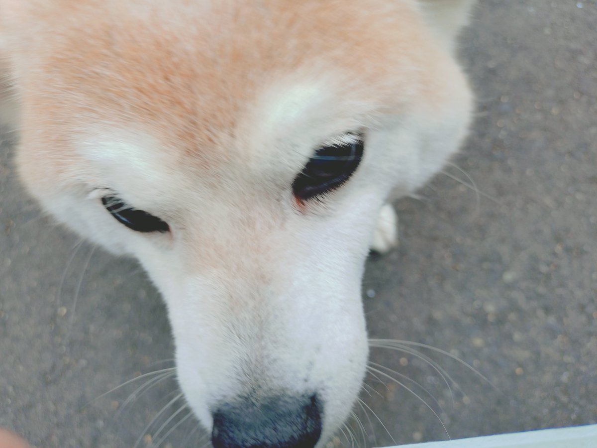 もも╰( ╯ ᐕ)╯ tweet media