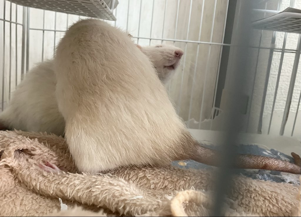 ラットのおうちran run Rat 横浜中華街 tweet media