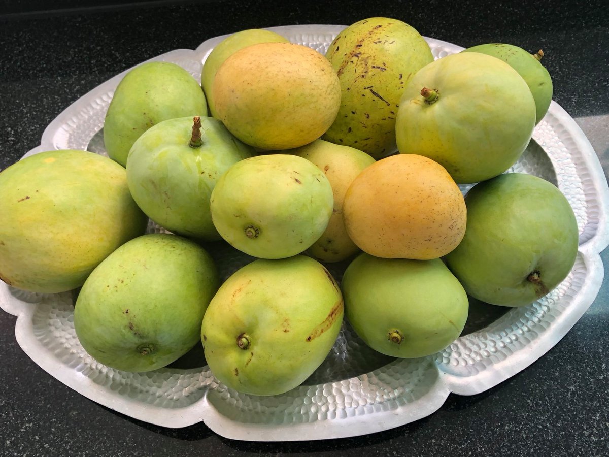 CocoTAQUECHEL's tweet image. Esa 'mata de #Mango' generosa...
🤲 🥭