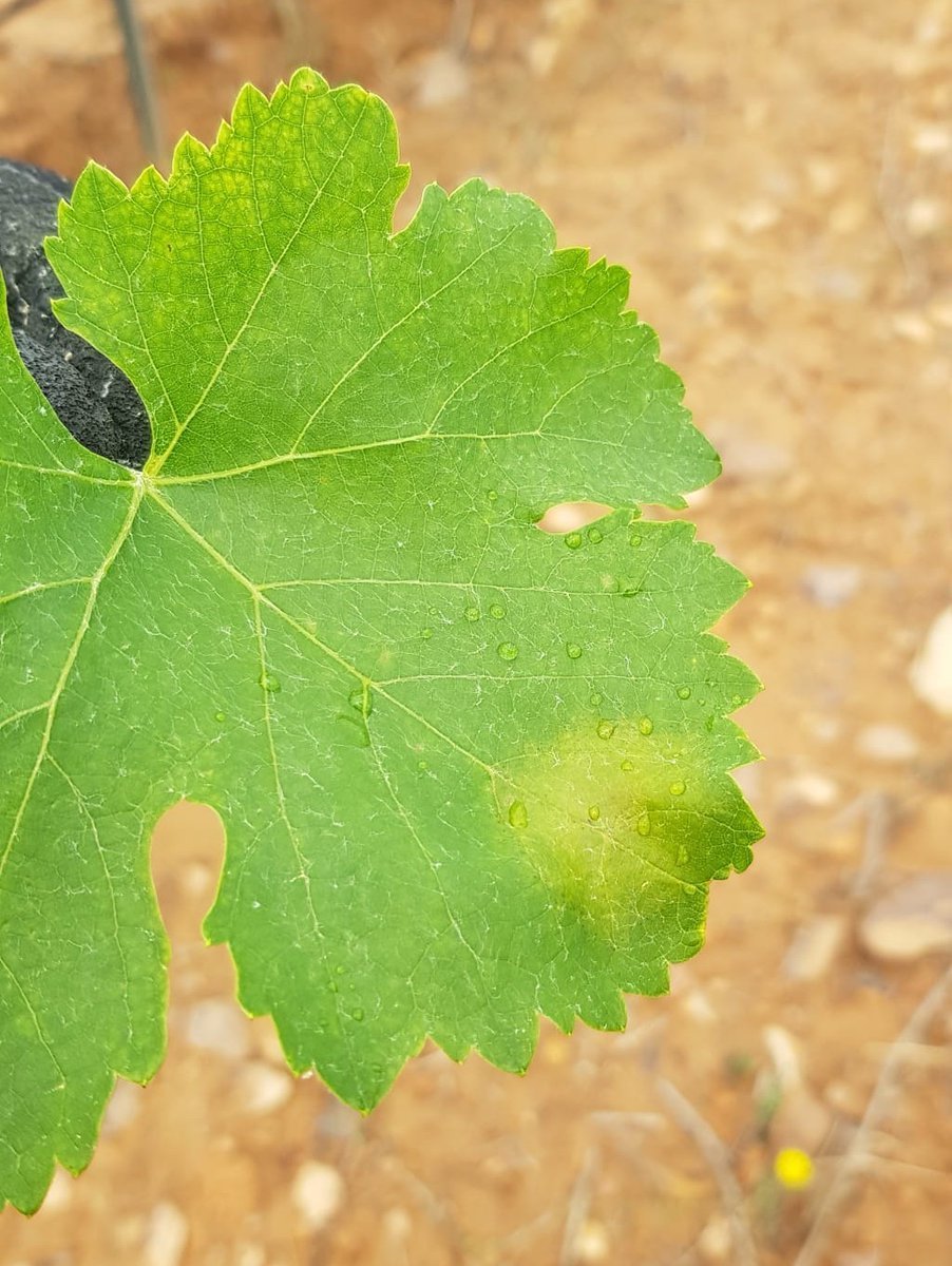 Red Fitosanitaria Aragón tweet media