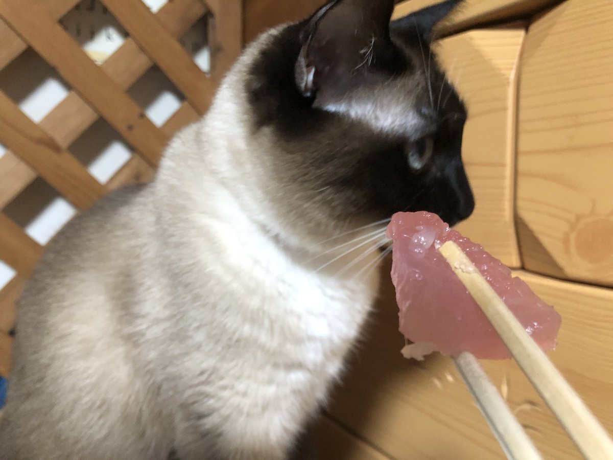 omochi_kitty's tweet image. まぐろキャンセル
#保護猫 #CatsOfTwitter #CatsOfX