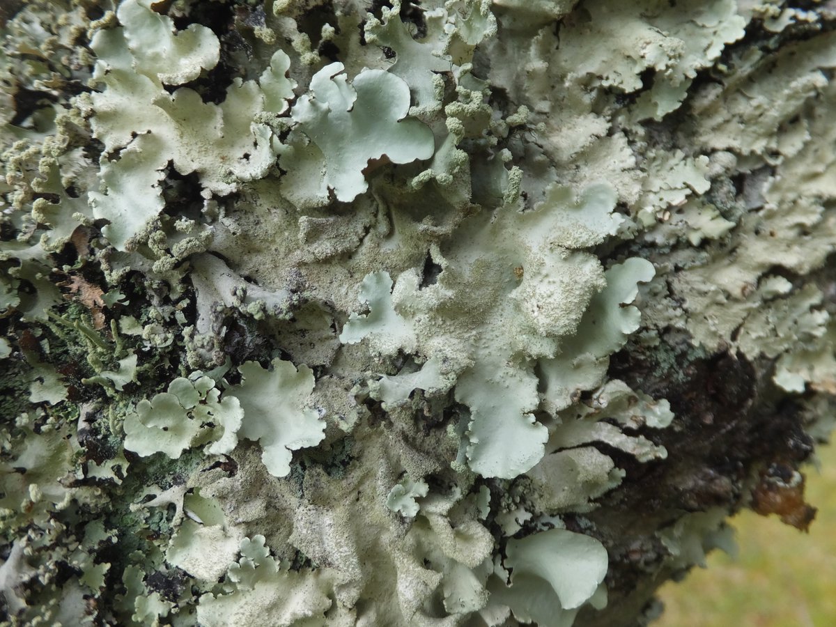 yellow_lic02's tweet photo. 東広島市　鏡山公園
#地衣類 #lichen https://t.co/cEV4lnLEE5