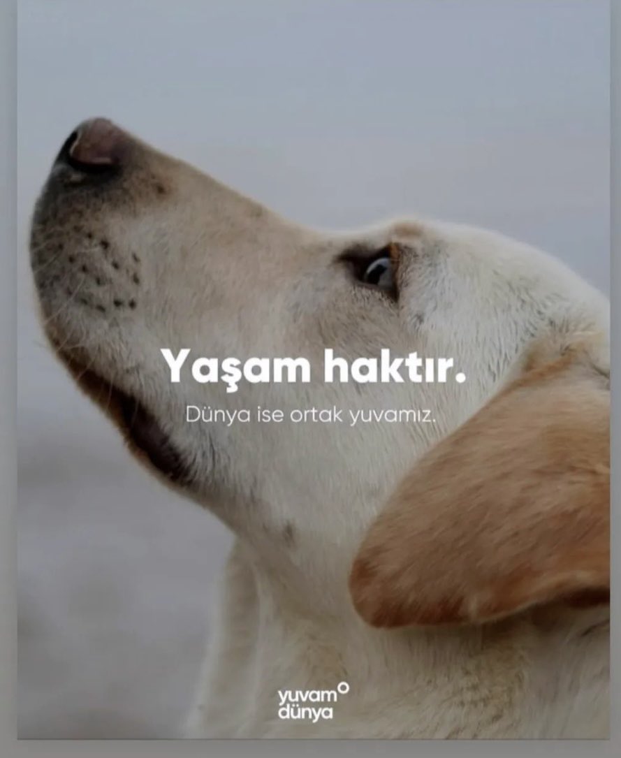 “Yeryüzünde hiçbir canlı ve kanatlarıyla uçan hiçbir kuş yoktur ki, onlar da sizin gibi birer ümmet olmasınlar. Biz kitapta hiçbir şeyi ihmal etmedik. Sonra onlar Rablerinin huzurunda toplanacaklardır.” (En'am Suresi 6:38)

İşittik, itaat ettik, Allah’ın ümmet olarak yarattığı