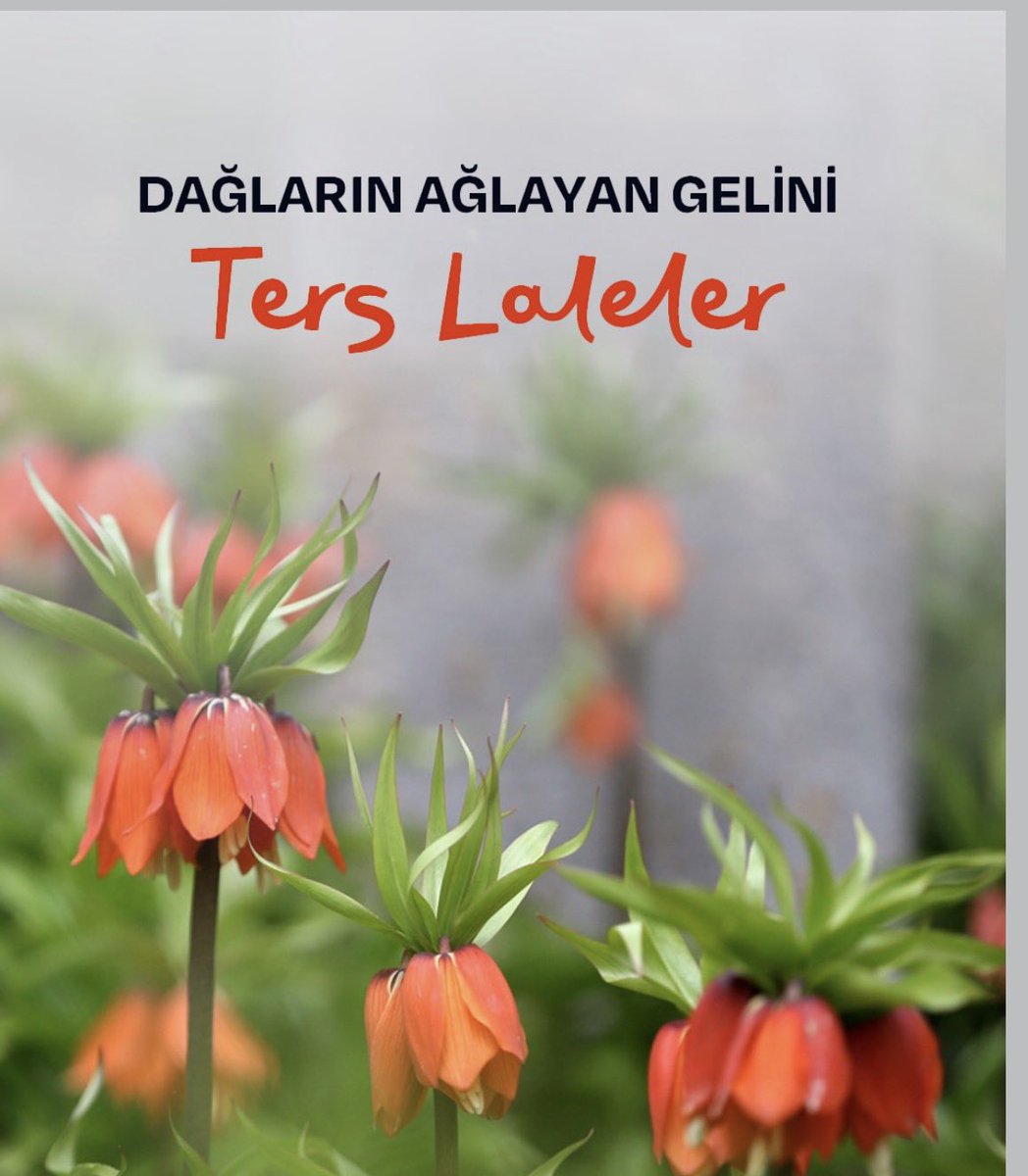 Yeşil Aytulum🇹🇷 tweet media