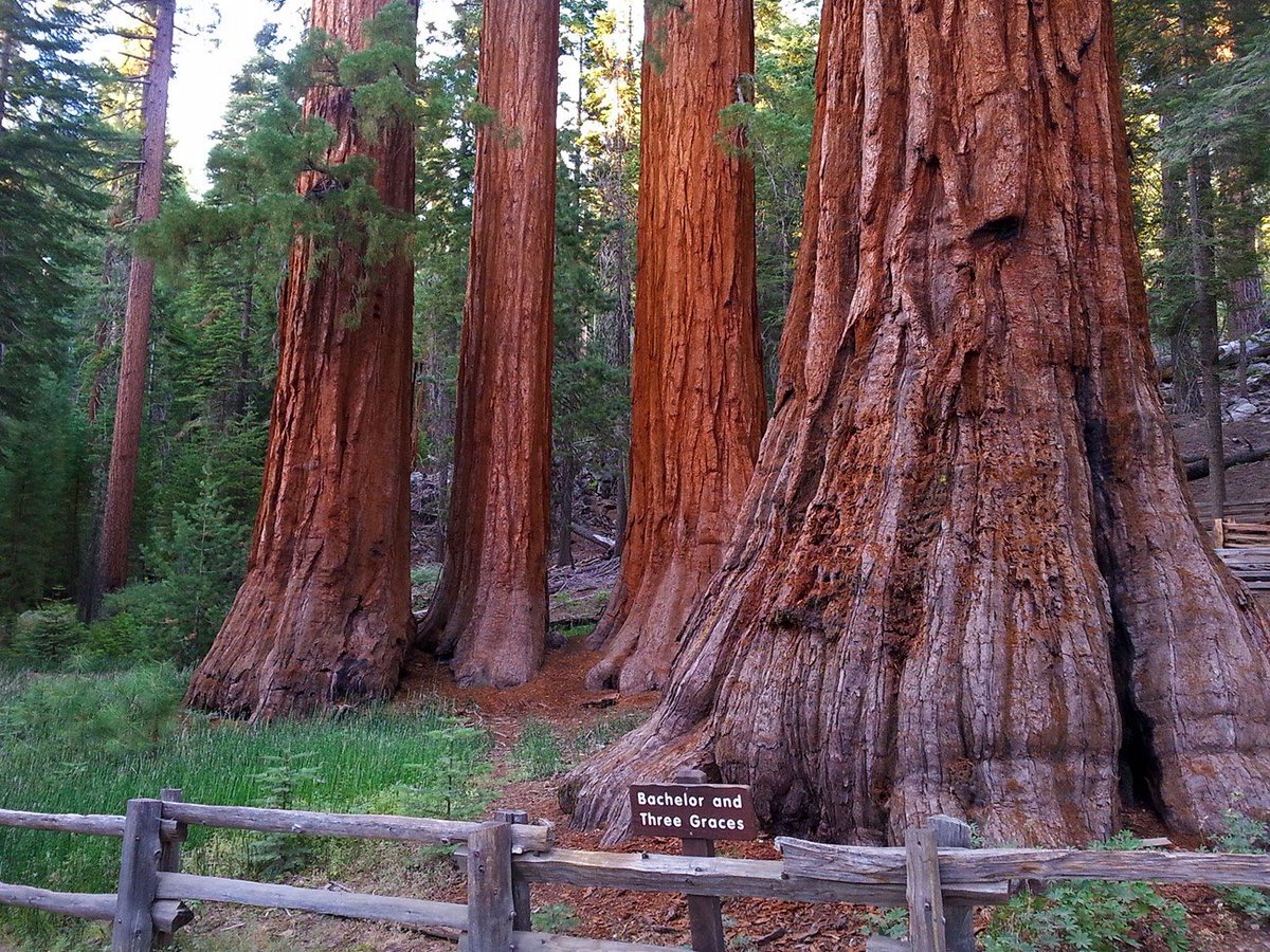 Bleu_Owl's tweet image. Everybody needs beauty as well as bread, places to play in and pray in, where Nature may heal and cheer and give strength to body and soul alike.

John Muir ~
The Yosemite (1912)

#nature #poetry #planet @Bleu_Owl 

Photo: The Mariposa Grove Trail