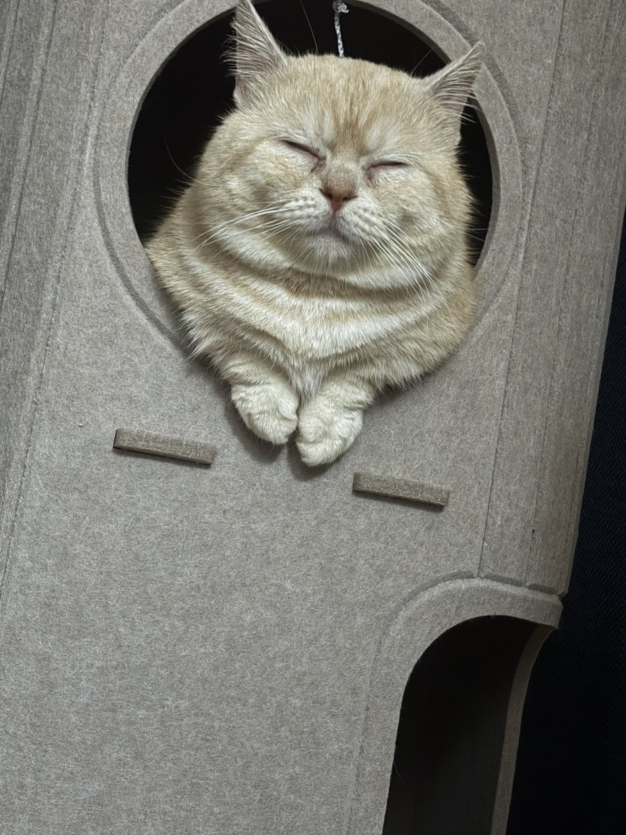まかろに tweet media