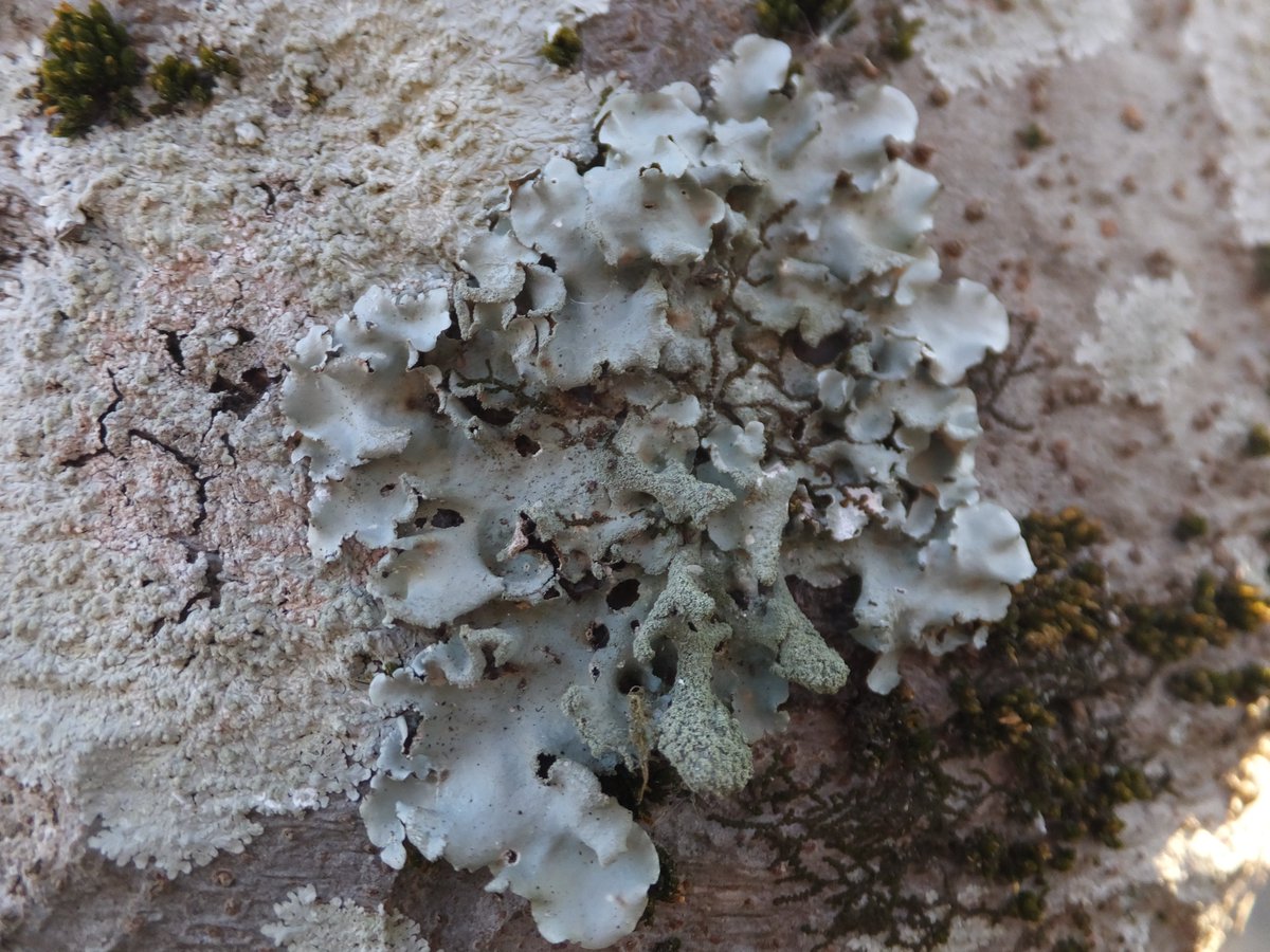 yellow_lic02's tweet photo. 東広島市　広島中央サイエンスパーク
#地衣類 #lichen https://t.co/idNv8yXSvb