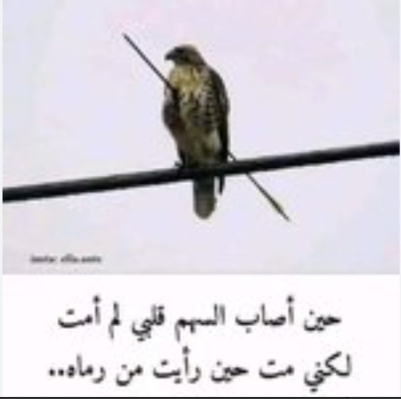 هِبـة tweet media