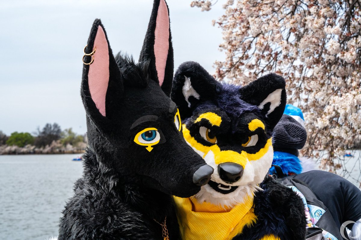 WolfClef's tweet photo. Wishing one of my bestest buddies @AlexeiJackal a happy birthday today! 🎂 https://t.co/LqZEa4wKvp