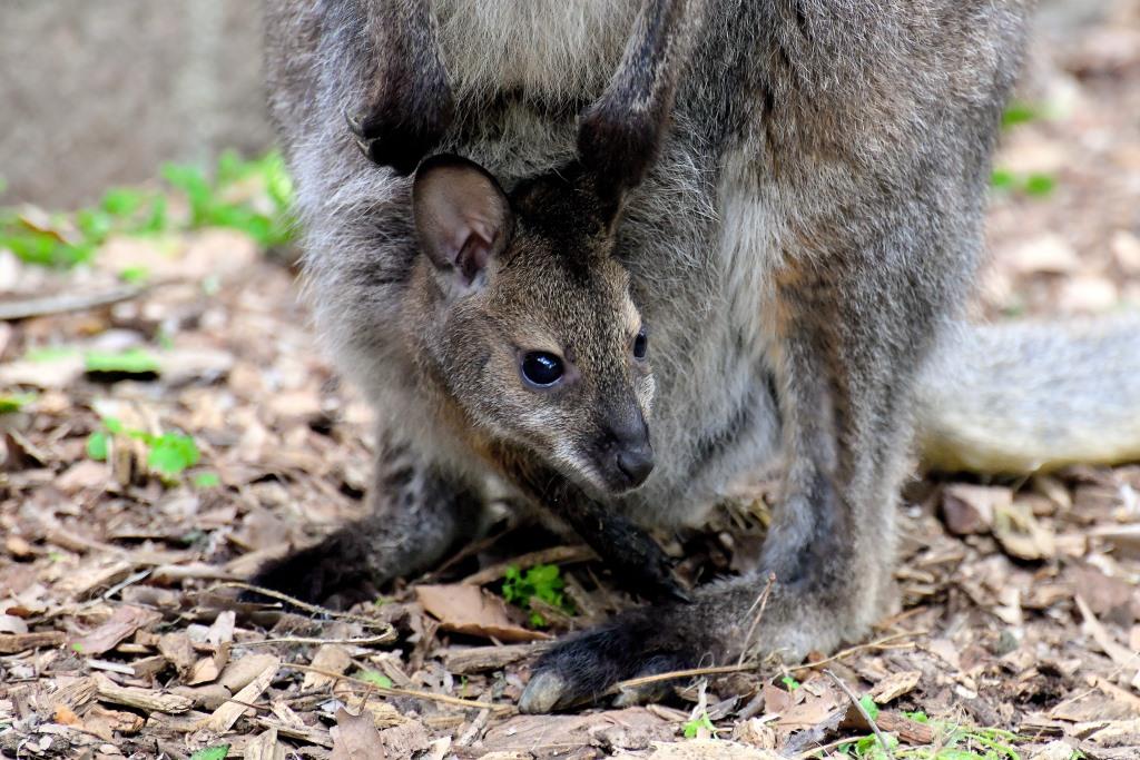 HTO_tv's tweet photo. Lieto evento al Bioparco di Roma è nato un canguro di Bennet, uno fra i marsupiali più piccoli al mondo

https://t.co/JGJLgVAUhd

#Bioparco #Roma #Nascita #CangurodiBennet #Marsupiali https://t.co/NKiHaxzooh