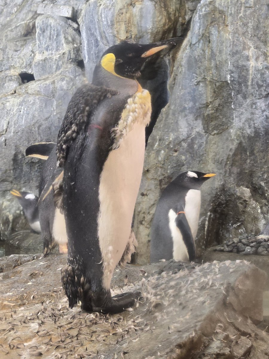 🐟ユイ🦒 tweet media