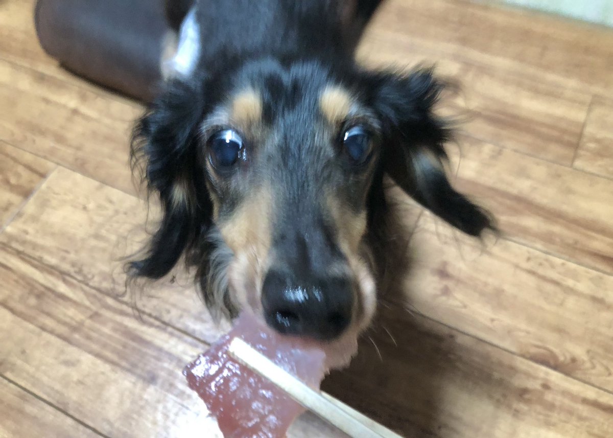 omochi_kitty's tweet image. まぐろ大歓喜
#ミニチュアダックス #Dachshund #DogsOfTwitter #DogsOfX