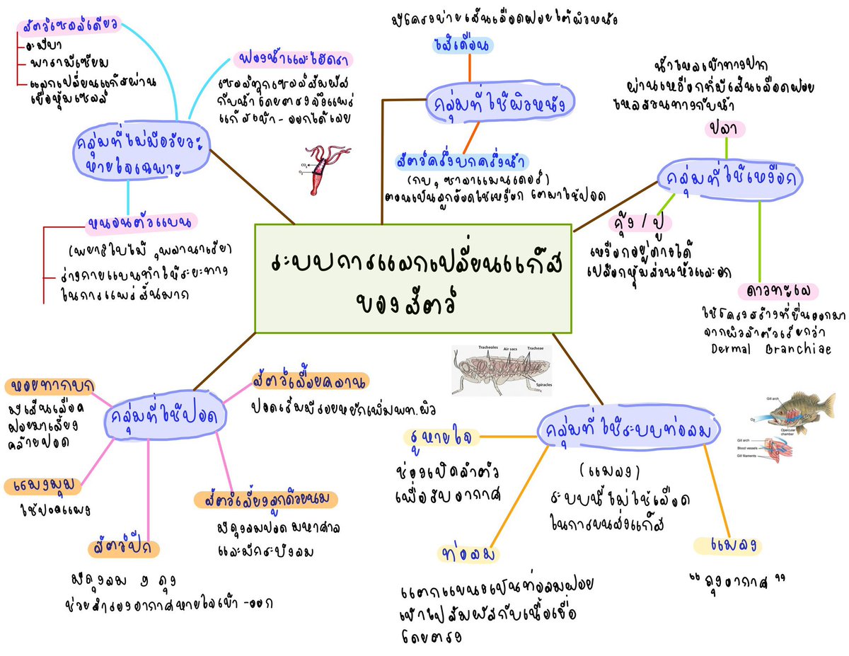 ทักไลน์ ʕ ﹷ ᴥ ﹷʔ โอ้มมมเพี้ยงง!!`จงสอบติด’ ʕ￫ᴥ￩　ʔ tweet media