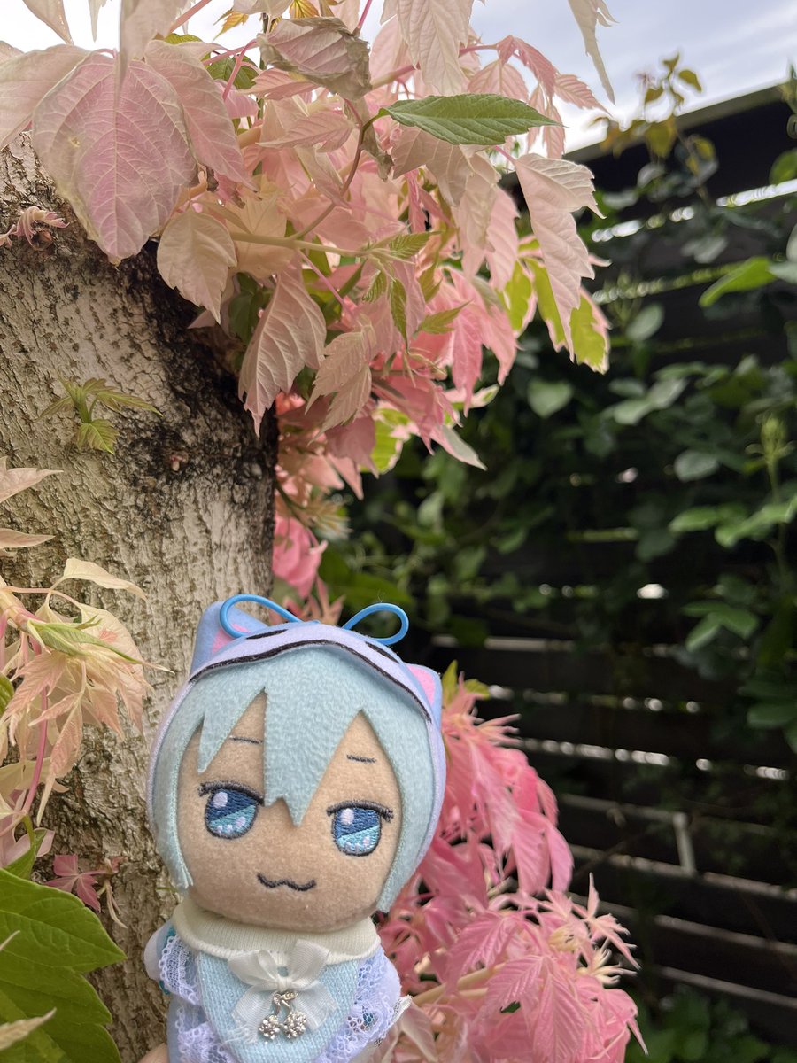 ☆★コウ★☆ tweet media