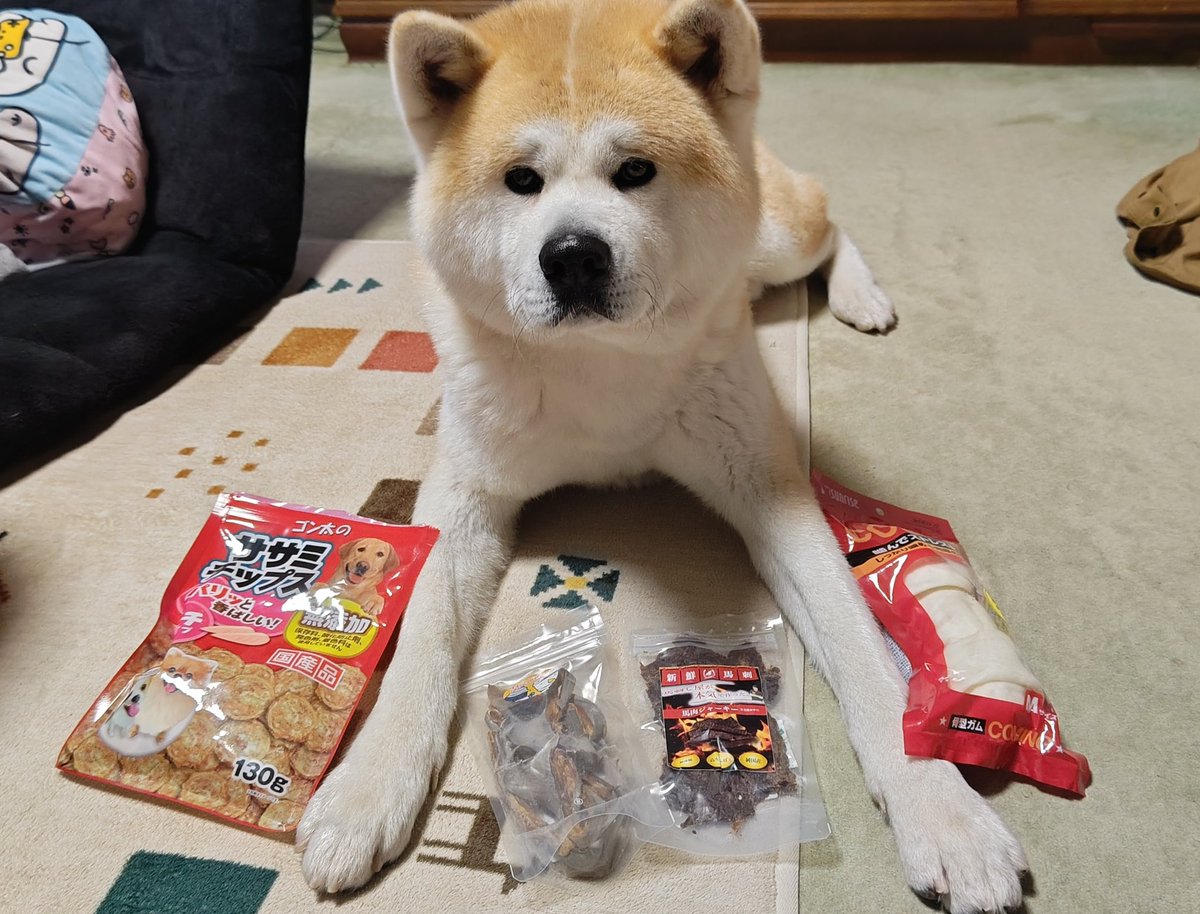 とある秋田犬のムック tweet media