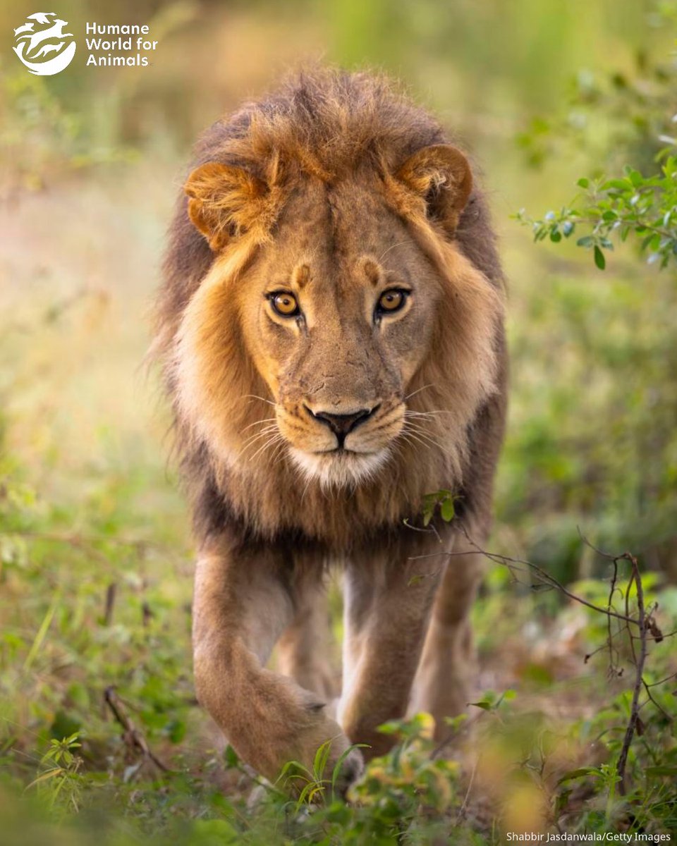 Humane World for Animals Europe tweet media
