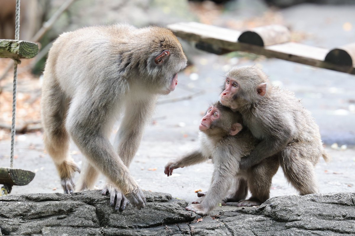 aoi_zoo_zoo's tweet image. 憧れのゴン兄✨
20260504 mon
#ズーラシア #ニホンザル
ゴンマル、フィフィ、コナ
JapaneseMacaque Monkey
1948