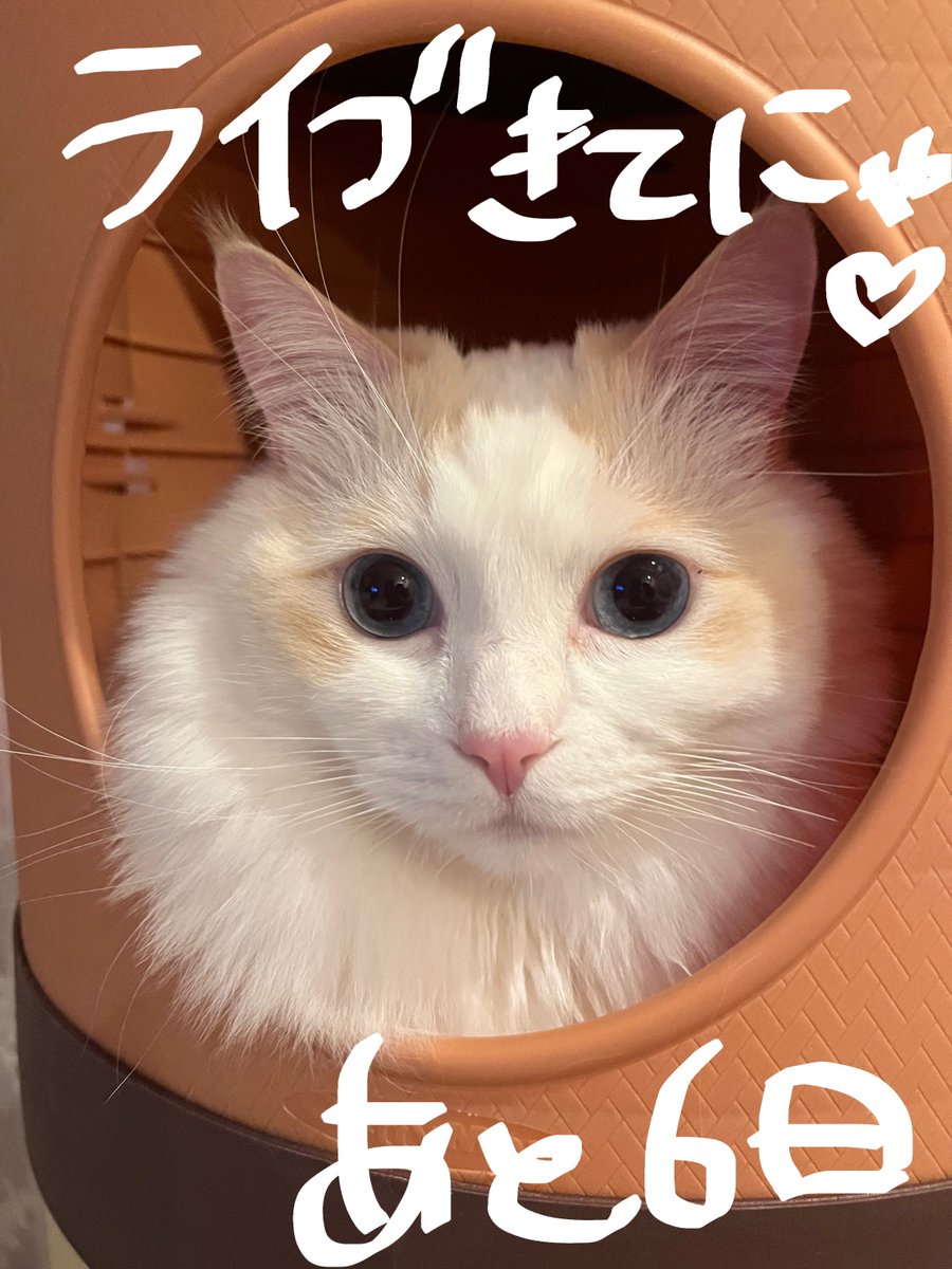 ひな(EMOE) tweet media