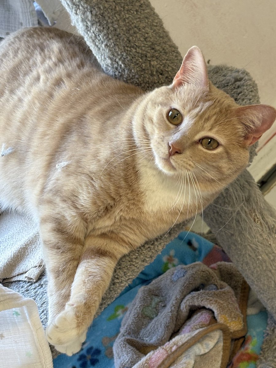 RappCats tweet media