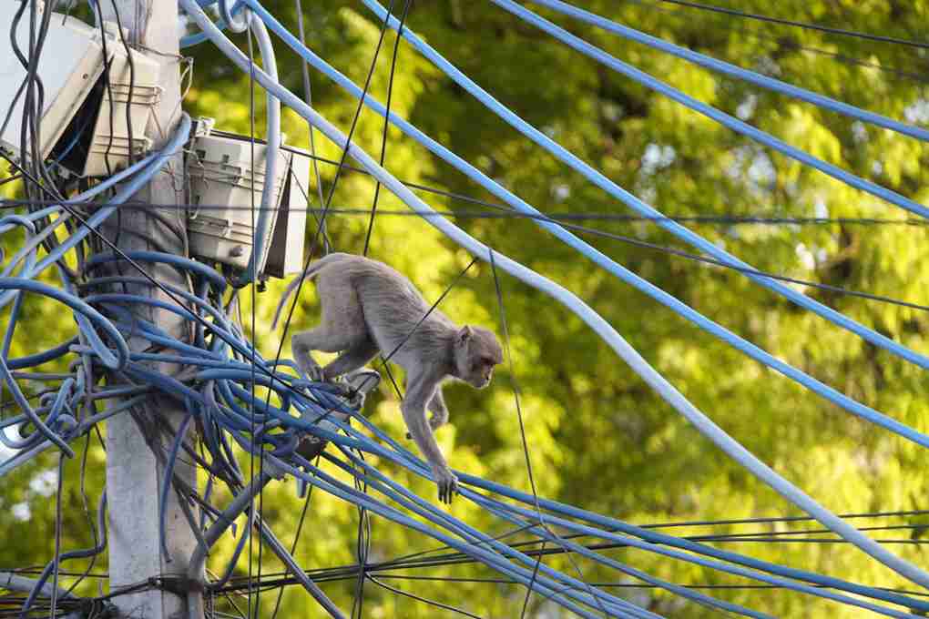thandojo's tweet image. High-wire act … a #monkey climbs on overhead #electric power cables on a street in Ajmer, #India