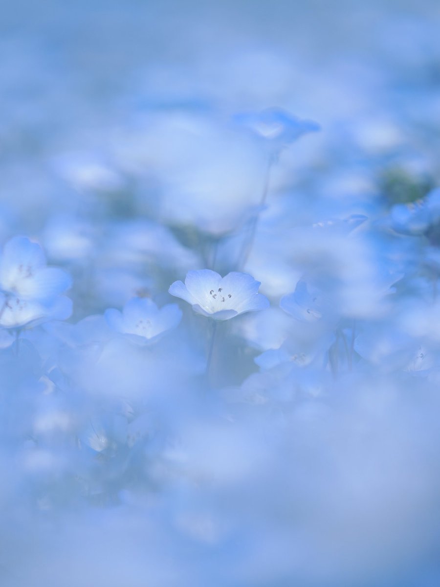 happyha67300025's tweet image. ネモフィラさん💐
カメラ:OM SYSTEM OM-1
レンズ:M.ZUIKO DIGITAL ED 40-150mm F2.8 PRO
#ネモフィラ #nemophila #omsystem #写真好きな人と繋がりたい #花好きな人と繋がりたい