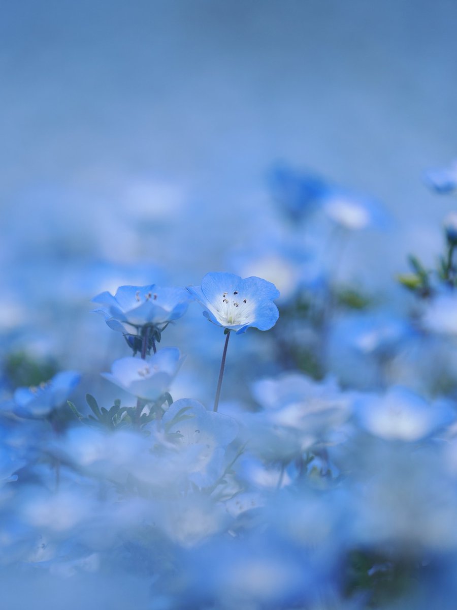 happyha67300025's tweet image. ネモフィラさん💐
カメラ:OM SYSTEM OM-1
レンズ:M.ZUIKO DIGITAL ED 40-150mm F2.8 PRO
#ネモフィラ #nemophila #omsystem #写真好きな人と繋がりたい #花好きな人と繋がりたい