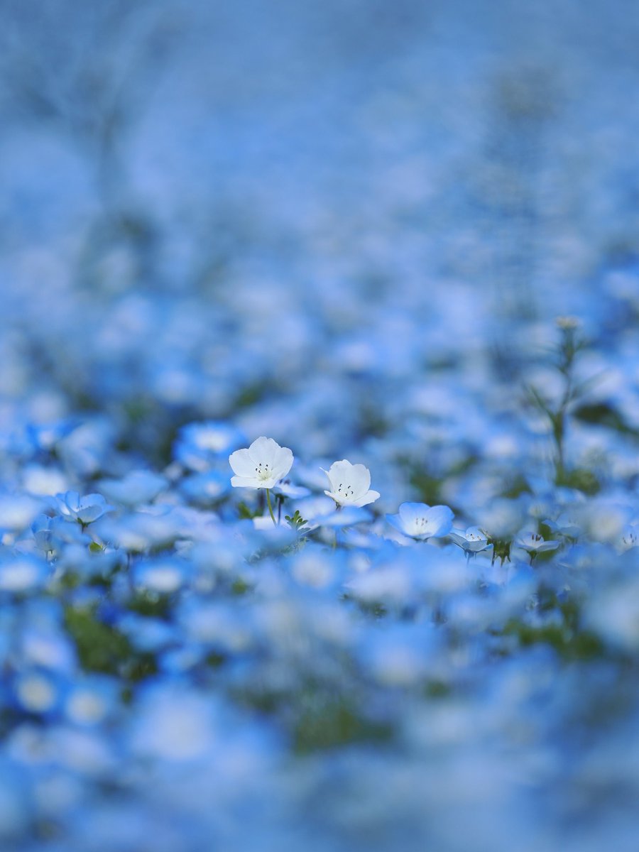 happyha67300025's tweet image. ネモフィラさん💐
カメラ:OM SYSTEM OM-1
レンズ:M.ZUIKO DIGITAL ED 40-150mm F2.8 PRO
#ネモフィラ #nemophila #omsystem #写真好きな人と繋がりたい #花好きな人と繋がりたい