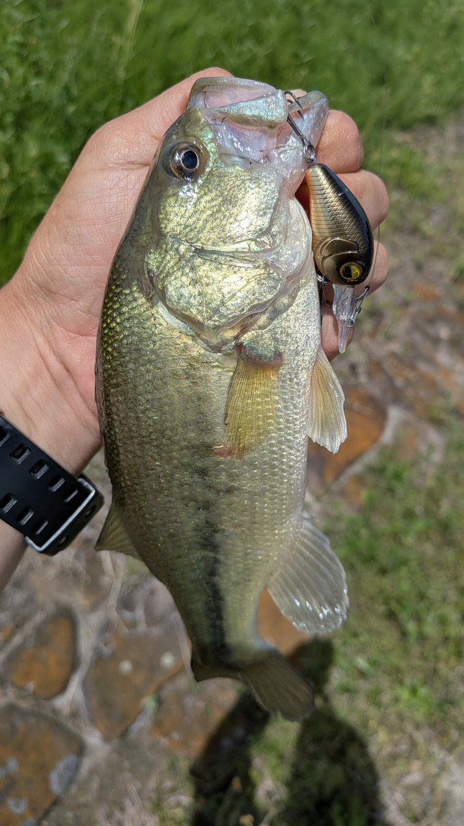 jackallhideyuki's tweet photo. 今日は半日霞水系へ🎣
今回も強風でやりづらかったけど
レベルクランクピングで遊んでくれました😊
#レイドジャパン #レベルクランクピング #霞水系 https://t.co/R2zCRoHT7a