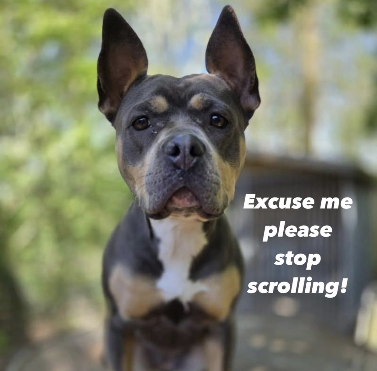 Dogs 4 Rescue tweet media