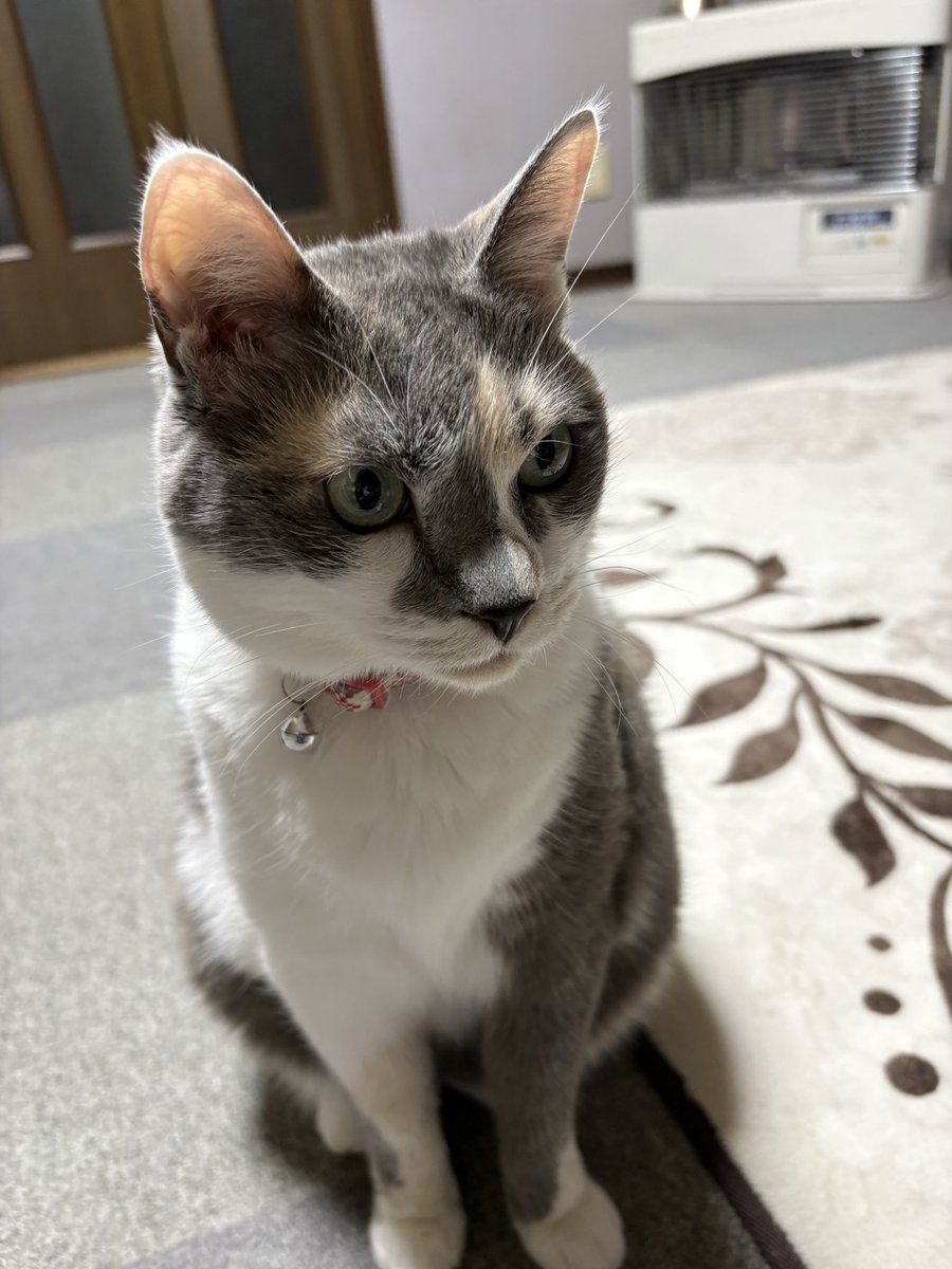 kanacat2's tweet photo. おやすみニャン https://t.co/B22uLkX0sd
