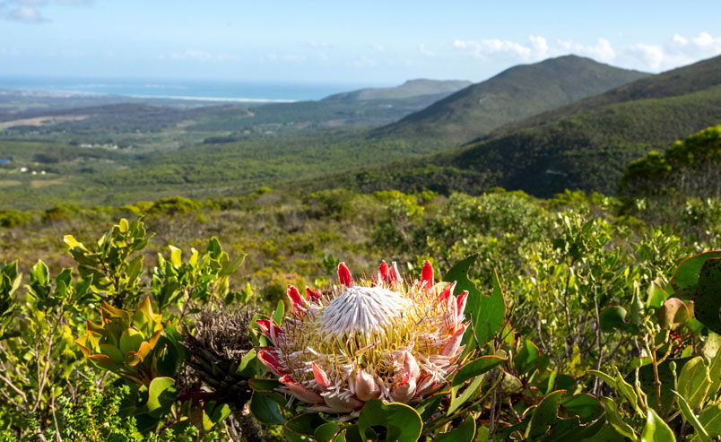 SawubonaSAA's tweet photo. Superbloom season at Grootbos: Witness a spectacular once-in-two-decades fynbos revival...
READ MORE:
https://t.co/Le4vuz595W https://t.co/p3TNr6s0NE
