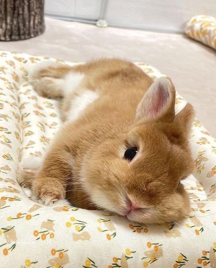 Why you should have a rabbit tweet media