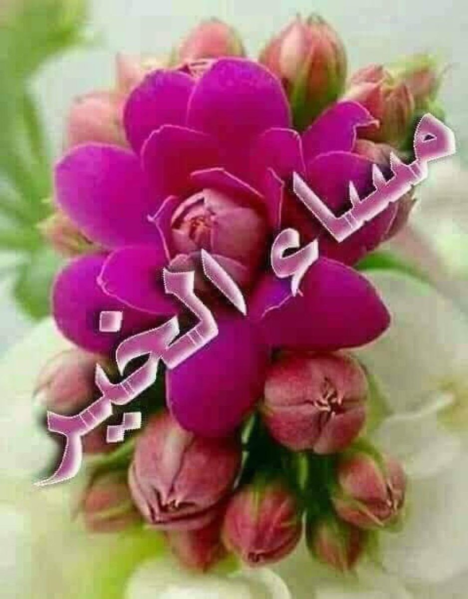 Ahmed Ahmed tweet media