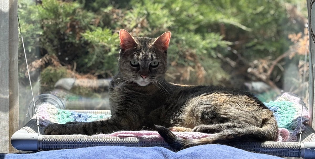 LucySkinnyjeans's tweet image. Happy #KittyLoafMonday I have found the purrfect spot for baking! We hope you have a day filled with smiles &amp;amp; laughter💖#MayThe4thBeWithYou #CatsOfTwitter #CatsOfX #TabbyTroop