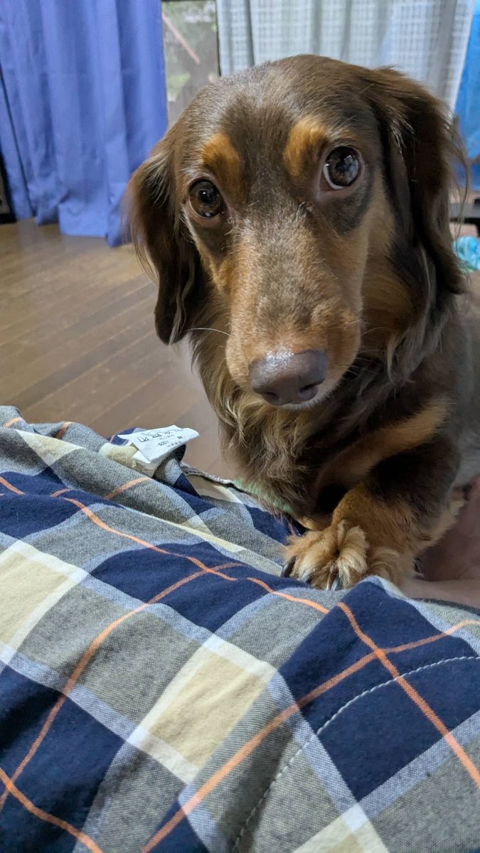 M_TIKIN's tweet photo. 申し訳なさそうに手を置いて撫でろアピールしてくるのウケる🐕 ͗ ͗ ͗ https://t.co/enUtglFQlS