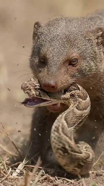 Mongoose tweet media