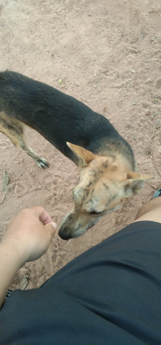 🐶🐶 tweet media