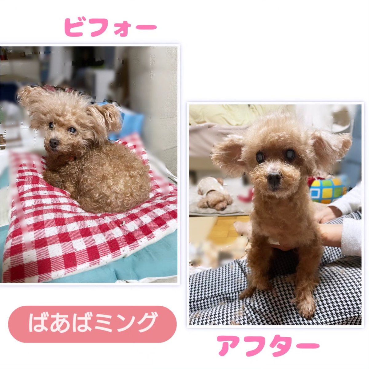 E8Saya's tweet photo. #ばあばミング だよ👍

先日、ばあばんちに行ったら、ばあばがトリミングば、してやんなはった😀

後ろで、ちーちゃんとくーちゃんが寝ながら見守ってくれたよ😉
何だか、気持ちよくて、うとうとしちゃった🤭

続く

#犬の一言日記
#方言
#元保護犬
#syワンコ記録 https://t.co/NpIh34ECuj