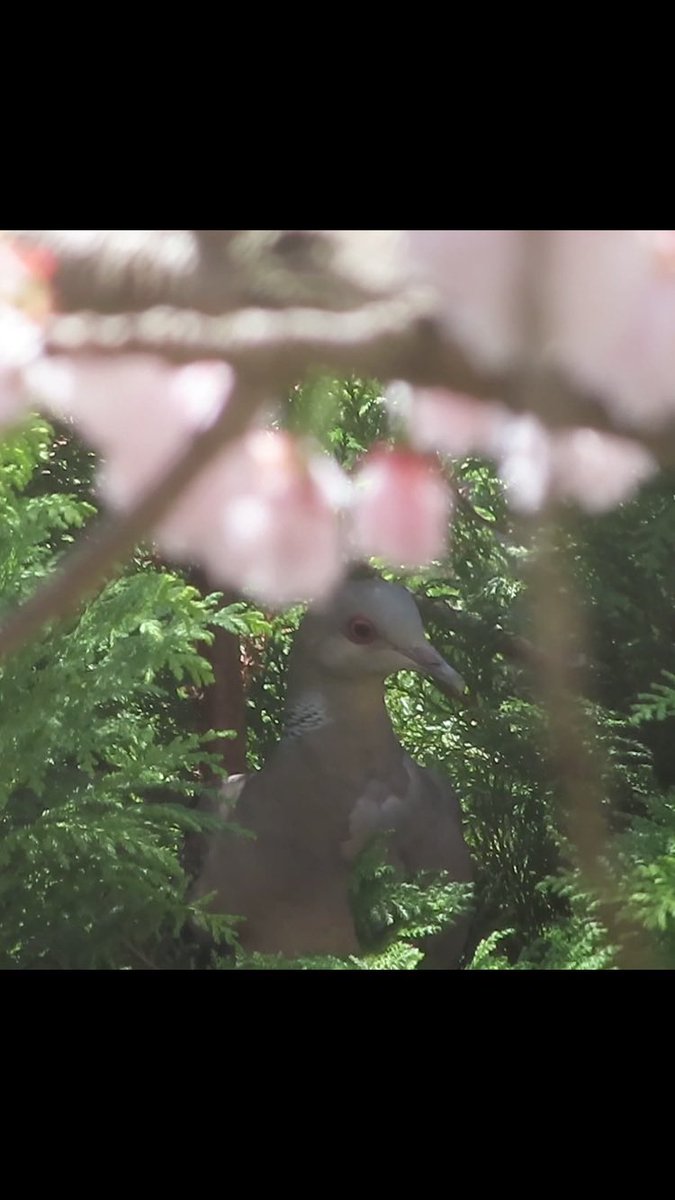 fantaranta1978's tweet photo. 氣づいたらね、
山鳩さんお庭にずっといるの
木の茂みにじっと座ってる🐦
卵✨温めているんだと思う
　
一度はミルちゃん🐈パトロールで居なくなったと思ってたんだけど

いゃ〜もうね
そっと見守るしかない

今日は雨が降って寒い☔️風も強い
ポッポちゃん、大丈夫かな〜？雨にぬれてるだろうに🥹 https://t.co/4Ok9SnzxT9