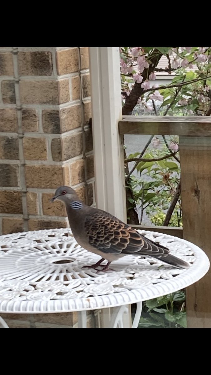 fantaranta1978's tweet photo. 氣づいたらね、
山鳩さんお庭にずっといるの
木の茂みにじっと座ってる🐦
卵✨温めているんだと思う
　
一度はミルちゃん🐈パトロールで居なくなったと思ってたんだけど

いゃ〜もうね
そっと見守るしかない

今日は雨が降って寒い☔️風も強い
ポッポちゃん、大丈夫かな〜？雨にぬれてるだろうに🥹 https://t.co/4Ok9SnzxT9