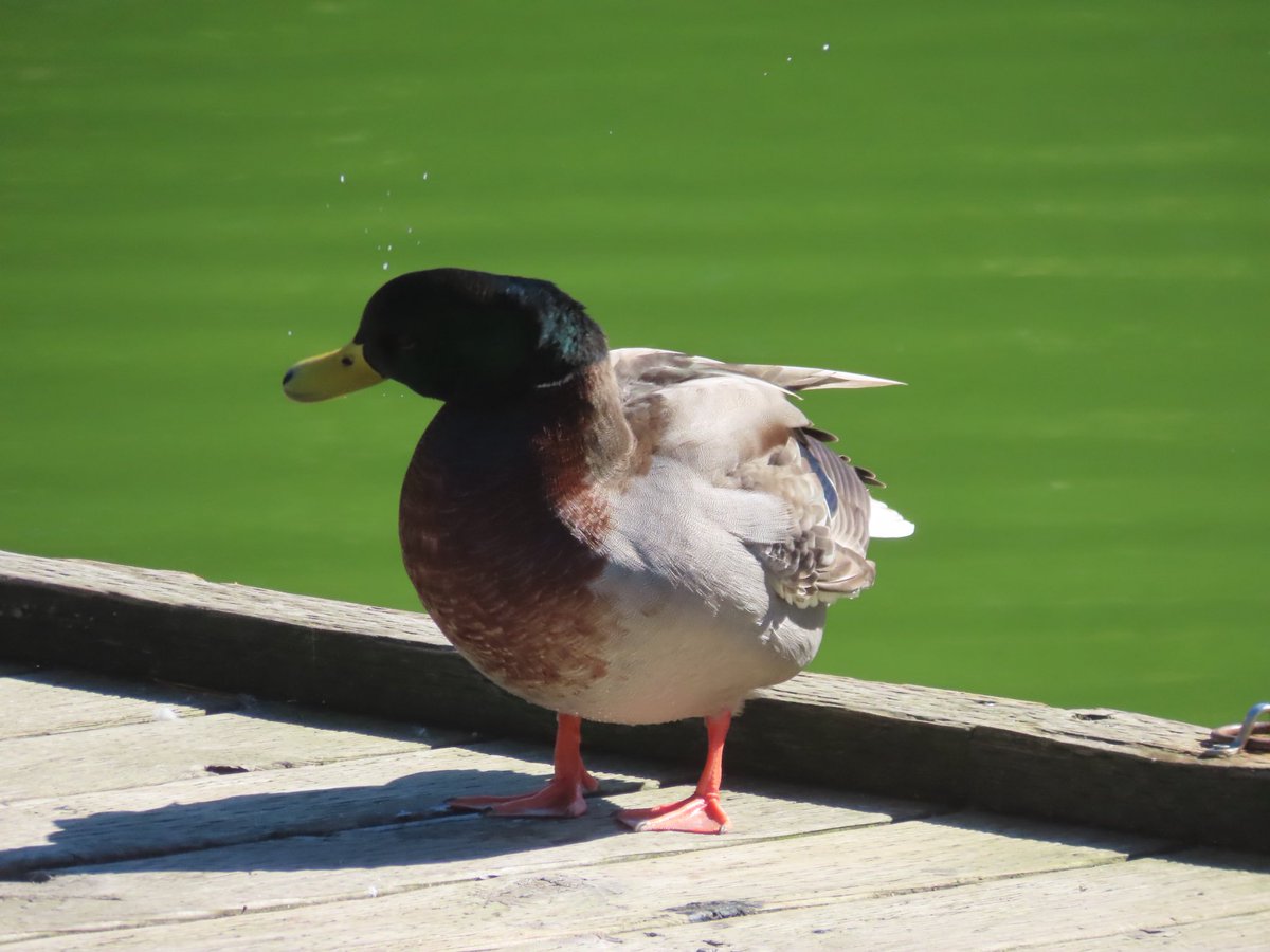 wapple15's tweet photo. #MallardMonday #DuckReport https://t.co/0SYVTFdbZ7