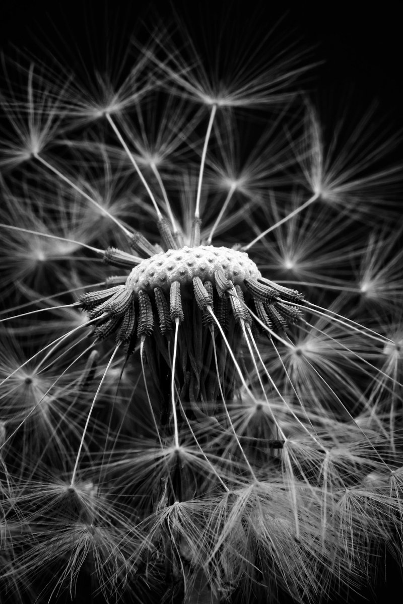 WLH1972's tweet image. My #PhotoOfTheDay (so far!) 

For #MacroMonday too!

My macro gallery: 1-william-hulbert.pixels.com/collections/ma…