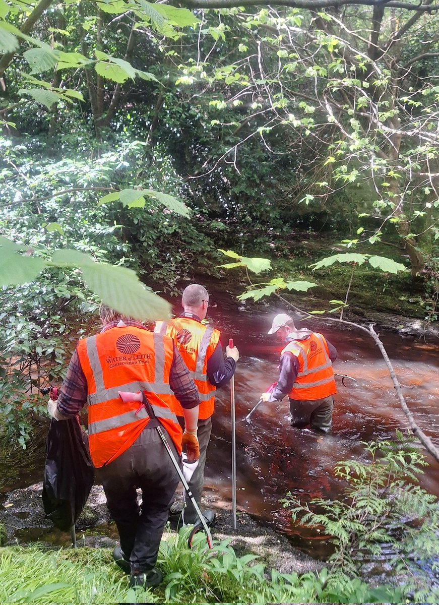 WOLCT's tweet photo. A morning wade through Colinton Dells for our volunteers, on the hunt for rubbish and invasive species.
6 Giant Hogweeds & a couple handfuls of Himalayan balsam dealt along with many bags of rubbish.
@Edinburgh_CC #inns https://t.co/6gGOWcz4pg